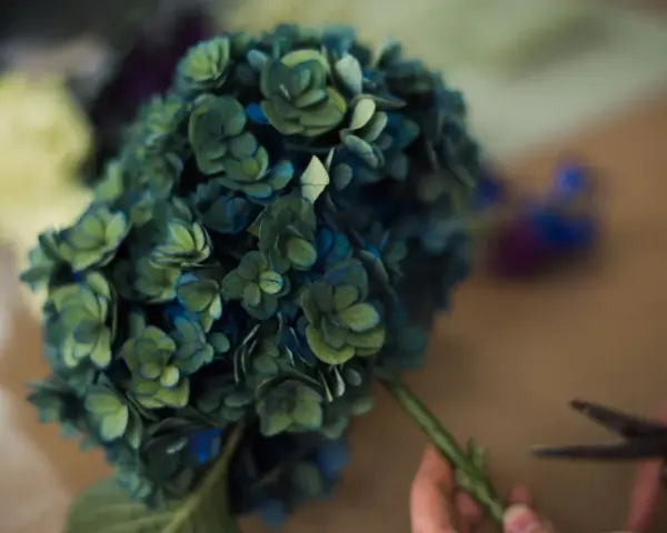 Un mazzo di ortensie blu-verdi, in piena fioritura, viene preparato con delle forbici.