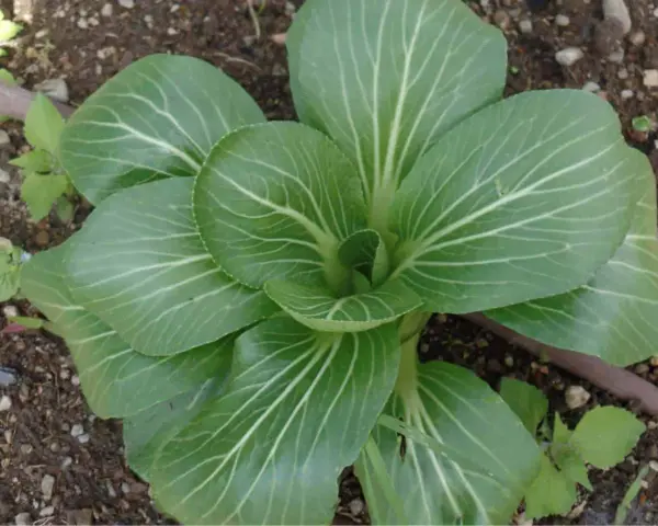 Giovane pianta di pak choi nel terreno, con foglie verdi brillanti e venature bianche evidenti.