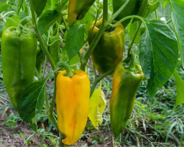 Peperoni verdi e gialli pendono dai rami. La temperatura minima ideale per la loro crescita è di 15°C.