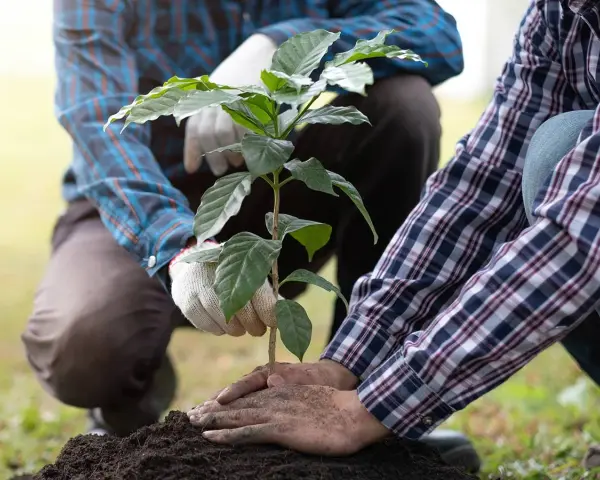 Mani esperte che piantano un giovane albero da frutto. Il momento giusto per piantare alberi da frutto è ora, per un futuro raccolto.