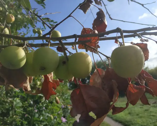 Mele verdi acerbe pendono da un ramo, con foglie secche e marroni. Quanti anni ha la melo? Chissà, ma promette un buon raccolto.
