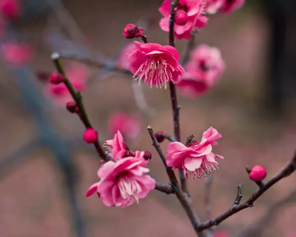 Fiori rosa intenso, forse pesco o ciliegio, con petali delicati e boccioli tondi. La differenza tra fiori di pesco e ciliegio è sottile.