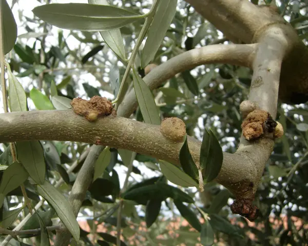 Rami di ulivo con corteccia malata, mostrando escrescenze tumorali sul tronco e sui rami, segno di malattie.