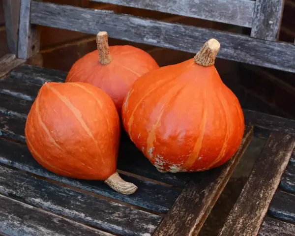 Tre zucche Hokkaido arancioni, con la loro buccia liscia e striata, riposano su una panca di legno consumato dal tempo.