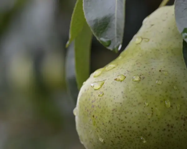 Gocce d'acqua brillano sulla buccia di una pera verde, appesa a un pero albero.