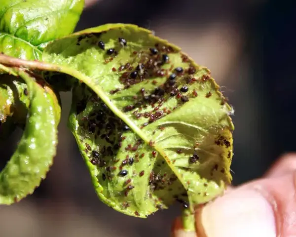 Foglie appiccicose piene di afidi. Si cercano rimedi naturali per liberare le piante da questi parassiti.