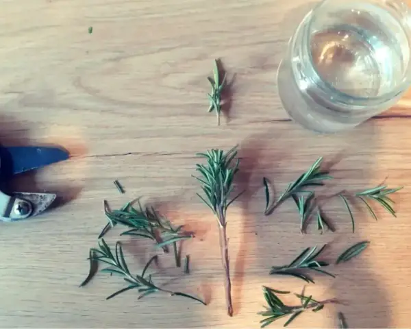Rametti di rosmarino tagliati e pronti per essere messi in acqua, con forbici e un bicchiere sullo sfondo.