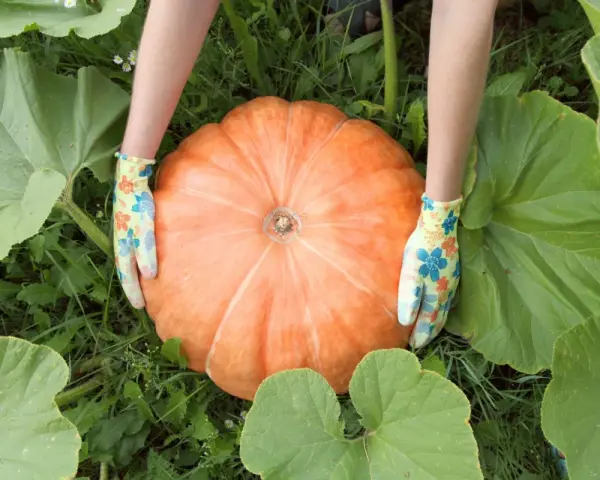 Mani guantate accarezzano una grande pianta di zucca arancione, circondata da foglie verdi.