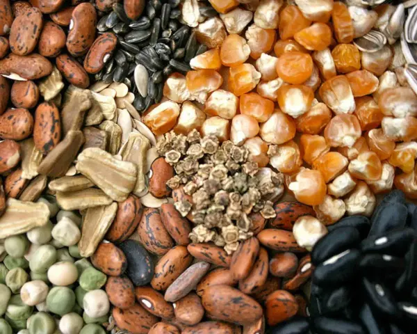 Varietà di semi antichi italiani: fagioli, mais, girasole, piselli e altri.
