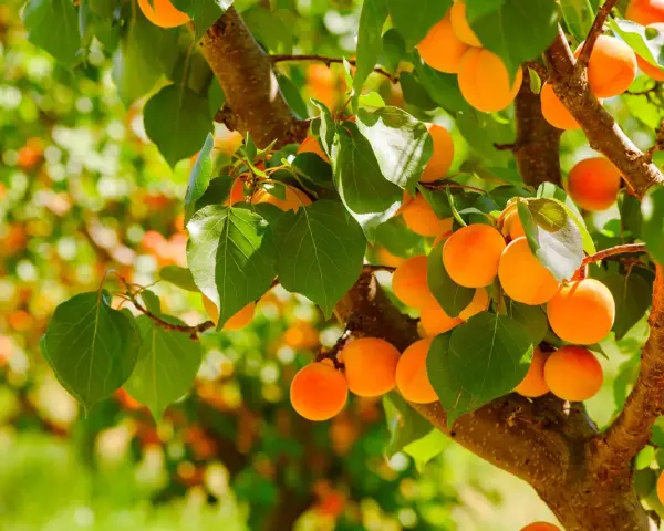 Albicocche mature su un ramo. L'albicocco inizia a fruttificare dopo circa 3-4 anni dalla messa a dimora.
