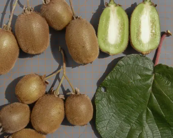 Frutti di kiwi interi e tagliati, con una foglia verde. La coltivazione kiwi è un processo affascinante.