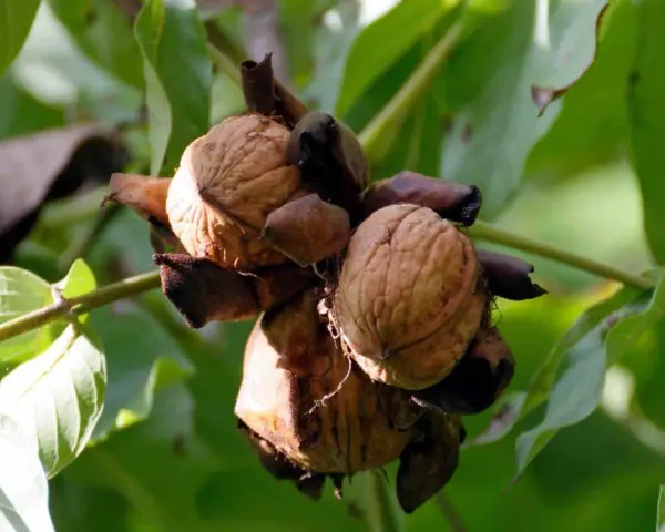 Noci mature pronte per la raccolta, pendono da un noce albero. Le foglie verdi fanno da sfondo.