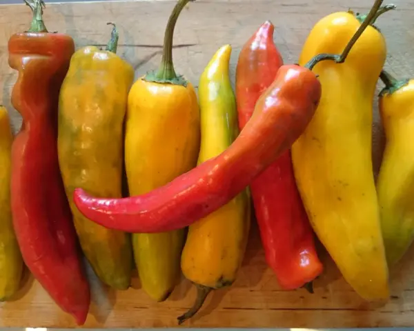 Varietà di peperoni bue, alcuni rossi e altri gialli, disposti su un tagliere di legno. Attenzione, i peperoni bue sono piccanti!