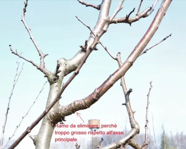 Schema potatura alberi da frutto: ramo troppo grosso rispetto all'asse principale da eliminare.