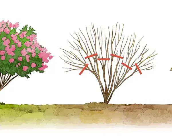 Illustrazione mostra una lagerstroemia in fiore, una potata e una da potare. La potatura è essenziale per la sua salute.