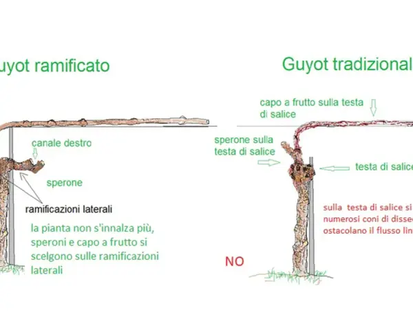Confronto tra potatura Guyot ramificato e tradizionale. Il primo favorisce la crescita su speroni e ramificazioni laterali.