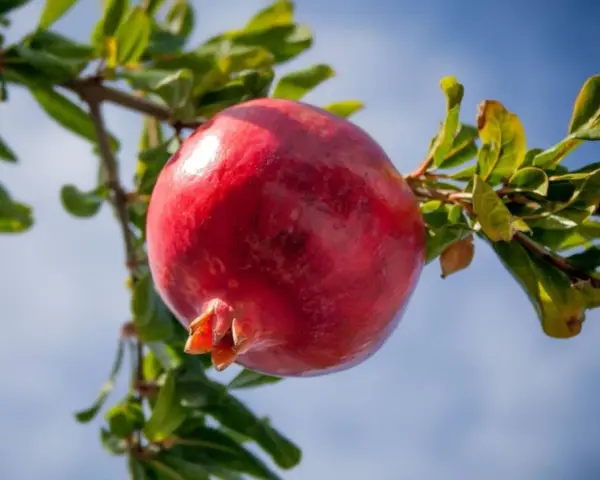 Il colore del melograno, una spiegazione visiva: un frutto maturo, rosso intenso, pende da un ramo con foglie verdi, sotto un cielo azzurro.
