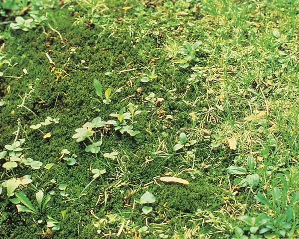 Tappeto di muschio verde con piccole piante infestanti e fili d'erba che spuntano.