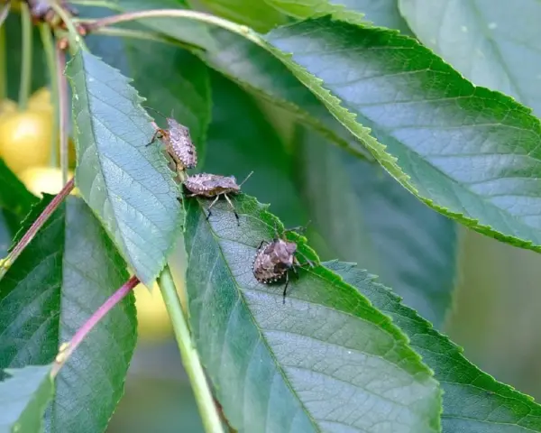 Tre cimici asiatiche si posano su foglie verdi, con ciliegie gialle sfocate sullo sfondo.