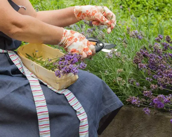 Mani guantate effettuano la potatura della lavanda, raccogliendo i fiori profumati in un cestino di legno.