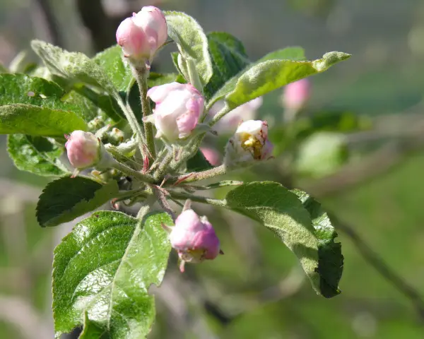 Boccioli rosa e foglie verdi su un ramo de il melo, promettono frutti succosi.