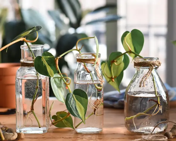 Trecce di piante in bottiglie di vetro, pronte per la riproduzione per talea. Radici che spuntano dall'acqua, un nuovo inizio.