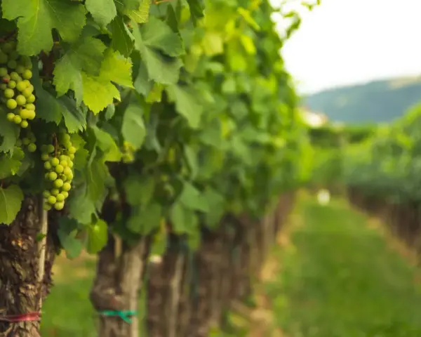 Filari di viti verdi cariche d'uva, un vigneto dove si coltiva la vite con cura.