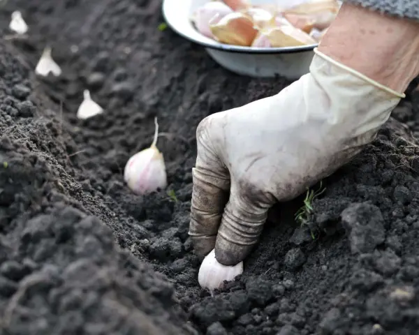 Mano guantata che pianta spicchi d'aglio nel terreno fertile. Segui questi semplici passaggi per imparare come piantare l'aglio e ottenere un raccolto abbondante.