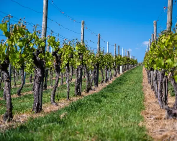 Filari di viti con tralci verdi e tronchi nodosi, pronti per l'innesto vite, sotto un cielo azzurro.