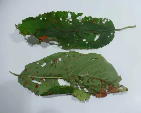 Foglie di ciliegio con macchie e fori, segni di corineo ciliegio.