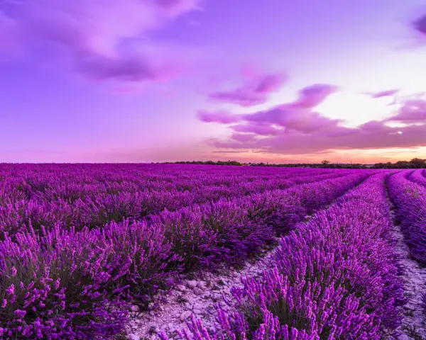 Un campo di lavanda viola intenso sotto un cielo crepuscolare rosa e viola. Un momento magico quando si raccoglie la lavanda, profumo nell'aria.
