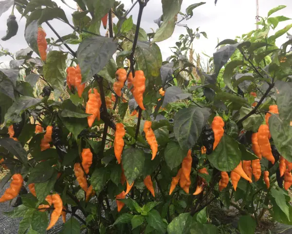 Piante cariche di peperoncini piccanti arancioni e neri, pronti per essere raccolti.
