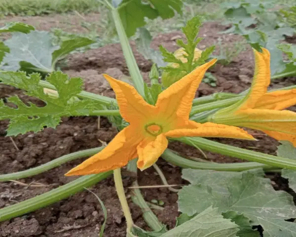 Fiori di zucca arancioni brillanti sbocciano su una pianta rigogliosa, promettendo un raccolto gustoso.