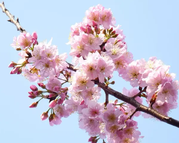 Un ramo di ciliegio in fiore, con petali rosa delicati e boccioli, pronto per un innesto primaverile.