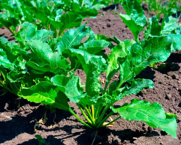 Cime di rapa verdi e rigogliose in campo, promettendo una ricca stagione di raccolto.