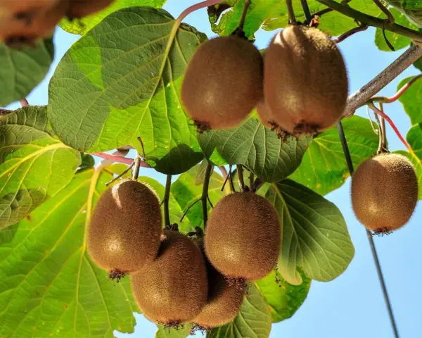 Kiwi maturi pendono dai rami, pronti per la potatura. Foglie verdi e cielo azzurro fanno da sfondo a questi frutti pelosi.