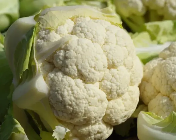 Un primo piano di un cavolfiore bianco e fresco, con le sue cimette dettagliate e le foglie verdi che lo circondano.