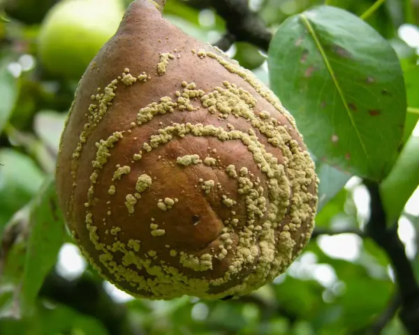 Pera colpita da monilia, con macchie giallastre. Si cerca un monilia trattamento biologico per salvare il raccolto.