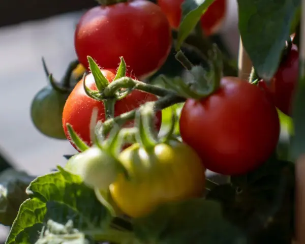 Pomodori maturi e acerbi, un tripudio di ortaggi estivi che promettono sapori succosi.