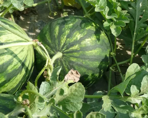 Angurie verdi a strisce scure, pronte per essere raccolte. Chissà a quanti mesi sono?