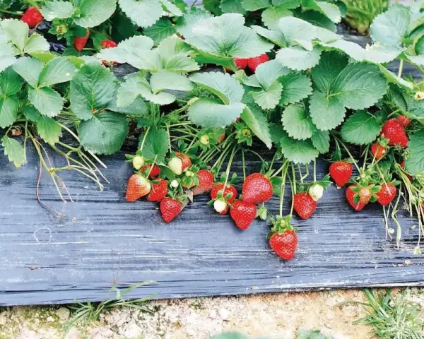 Fragole mature e verdi pendono da piante rigogliose su telo nero, un metodo efficace per come piantare le fragole con il telo.