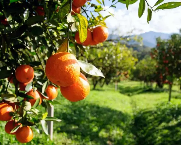 Aranci maturi pendono dai rami in un agrumeto, pronti per la raccolta. La potatura arancio è essenziale per la salute degli alberi.