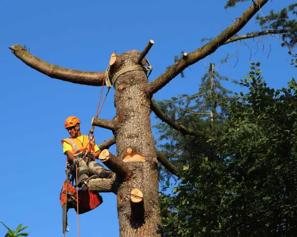 Un arboricoltore esperto è impegnato a potare alberi alti, assicurando la sicurezza e la salute della vegetazione.