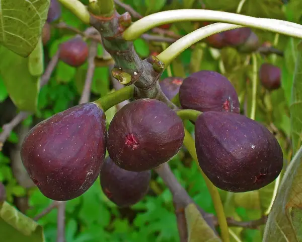 Fichi viola maturi pendono da una pianta di fico in vaso, pronti per essere raccolti.