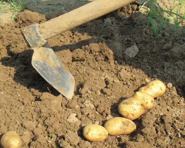 Zappa e patate appena raccolte dal terreno. Un momento di lavoro e soddisfazione quando si raccolgono le patate.