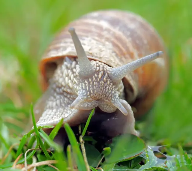 Una lumaca si nutre di erba fresca. Ecco cosa mangiano le lumache, un pasto semplice ma nutriente nel loro habitat naturale.