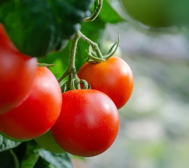 Pomodori maturi su un ramo. Impara come potare i pomodori per una crescita ottimale e raccolti abbondanti.