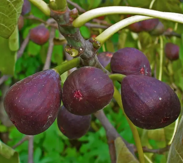 Fichi viola maturi pendono da una pianta di fico in vaso, pronti per essere raccolti.