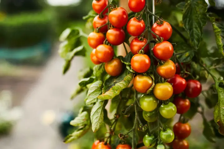 Grappoli di pomodorini ciliegino maturi e verdi pendono da un ramo, un vero spettacolo della stagione pomodori.