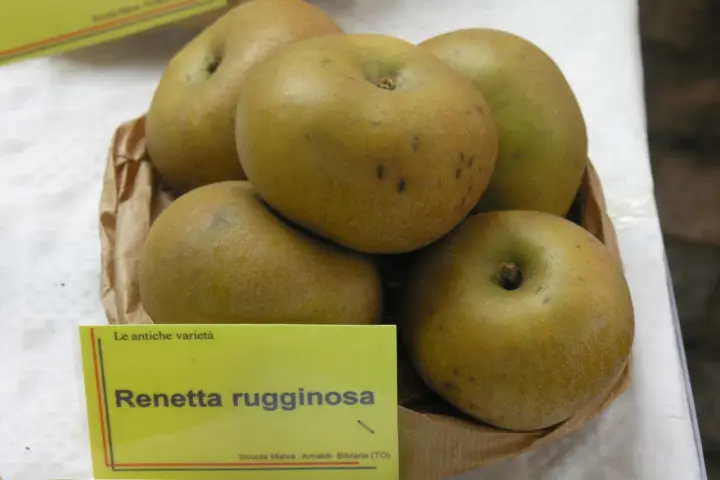 Mele Renetta rugginosa, un esempio di dove crescono le mele antiche, con la loro buccia ruvida e colore dorato.